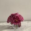 Purple Classic Garden rose