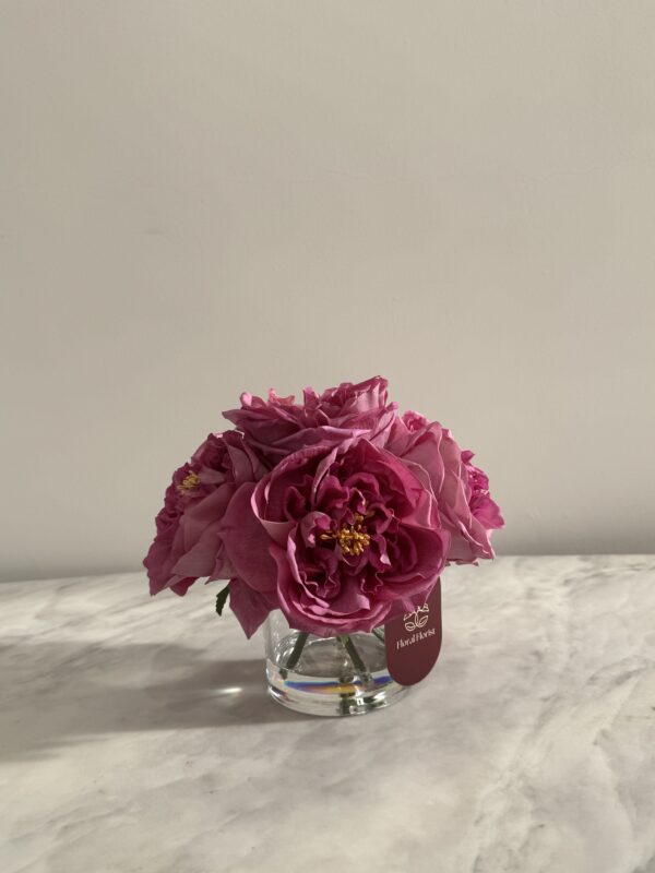 Purple Classic Garden rose