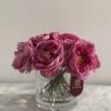 Purple Classic Garden rose