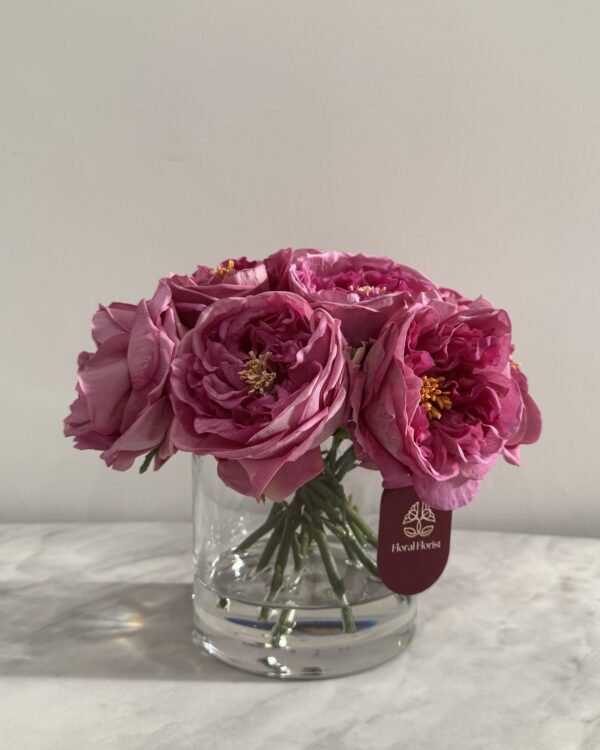 Purple Classic Garden rose