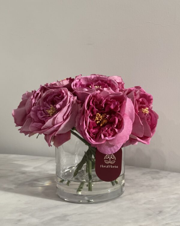 Purple Classic Garden rose