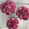 Purple Classic Garden rose
