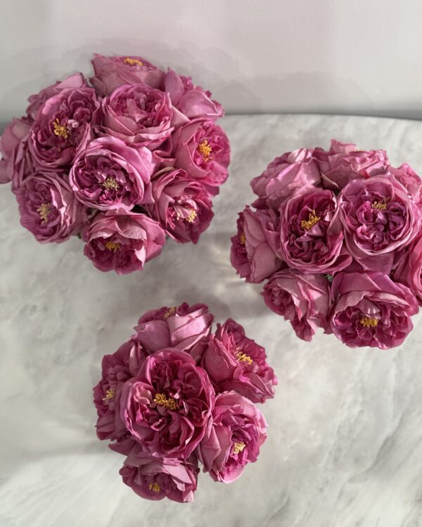 Purple Classic Garden rose