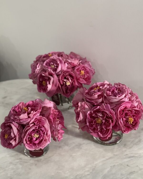 Purple Classic Garden rose